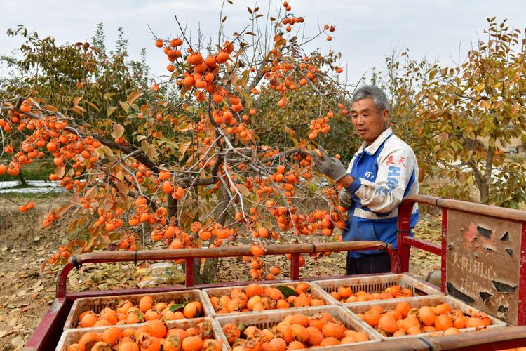 老杨家的柿子丰收了