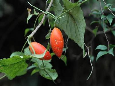 野生藤蔓植物果实图片大全|野生藤蔓植物果实图片