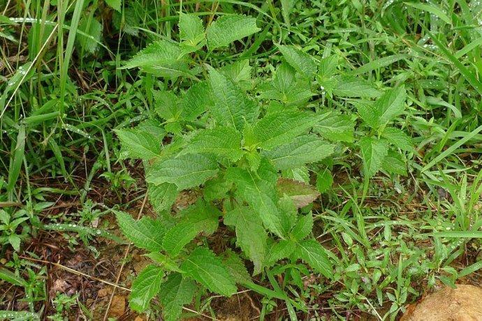 蓝萼香茶菜(变种)