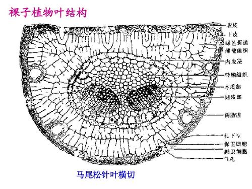 裸子植物叶结构 马尾松针叶横切