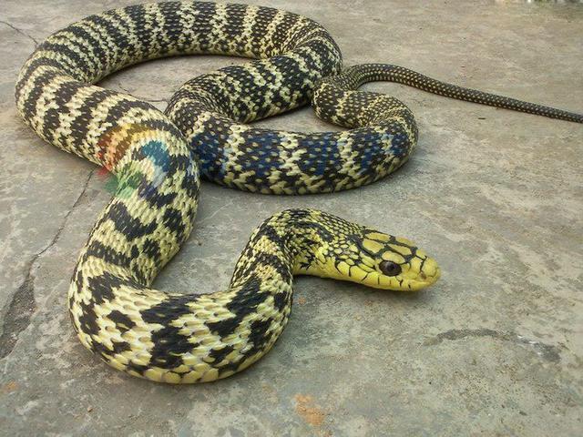 爬行快,会爬树, 它是一种无处不在的蛇,以鸟类,啮齿动物和各种鸟蛋为