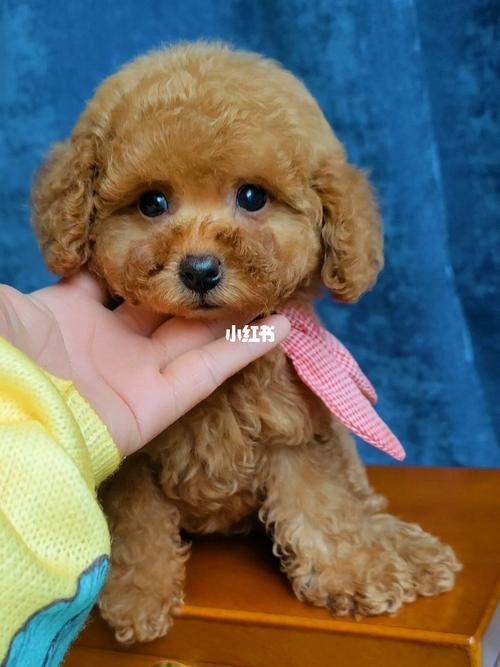 迷你型泰迪妹妹_泰迪_万达广场(大明宫店)攻略_泰迪怎么样_宠物_狗狗