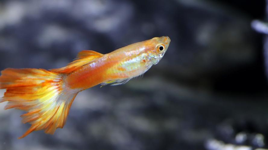 热带观赏鱼图片大全(9/15)