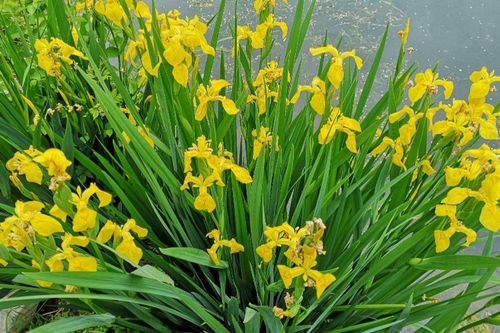 黄菖蒲的花语是什么?黄菖蒲和菖蒲有什么区别?