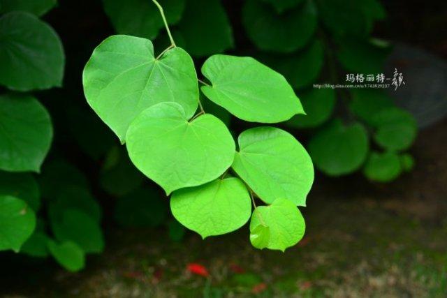 紫荆的叶子还挺好看的,一片片爱心的形状.