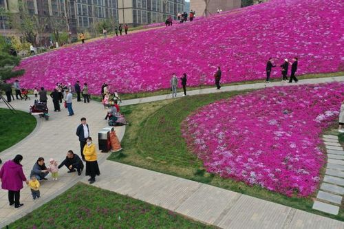 航拍龙鼎大道南端的福禄考花火了