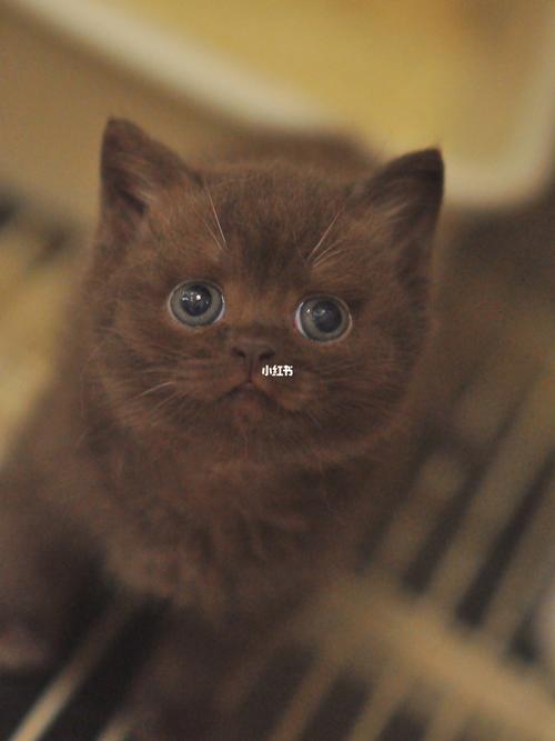 白色英短 咖啡色英短_英短_宠物_猫