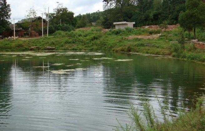 农村承包鱼塘里的鱼经常被偷怎么办,应该怎样阻止鱼被