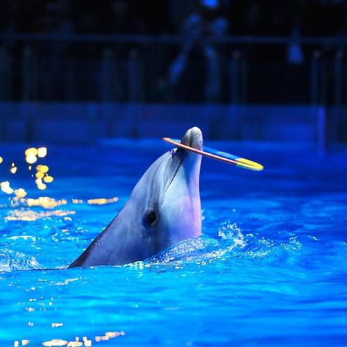 合肥海洋世界大门票合肥海洋世界大门票