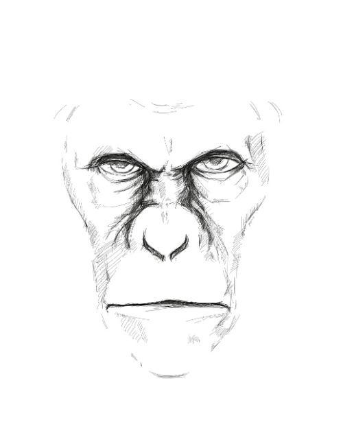 凯撒猩猩简笔画