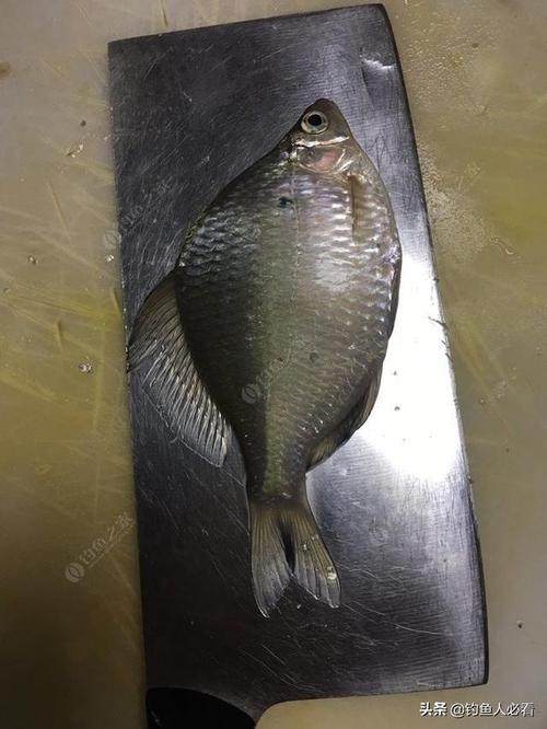 你见过这么大的鳑鲏吗巨型鳑鲏之大一只手掌抓不下