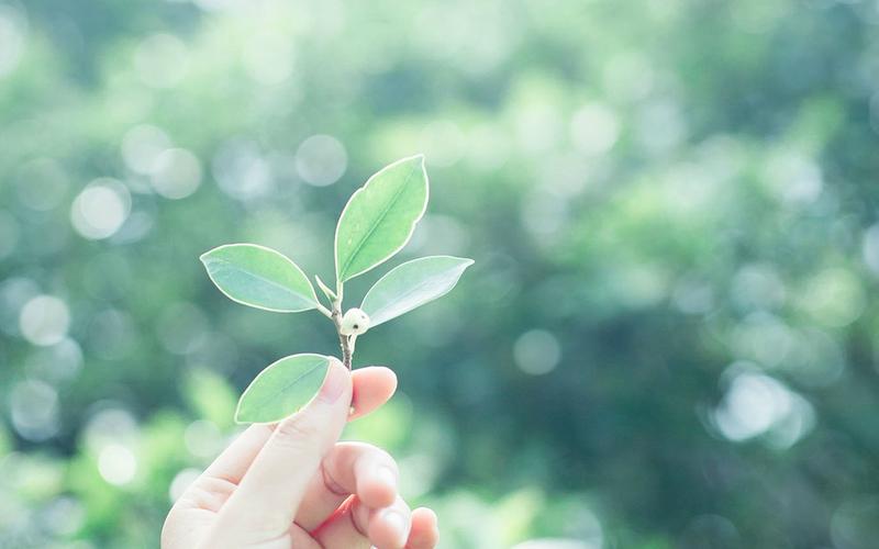 养眼绿色植物高清桌面壁纸,植物壁纸,养眼,绿色,唯美,小清新,植物