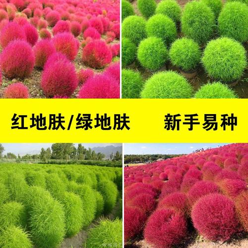 茑萝松8