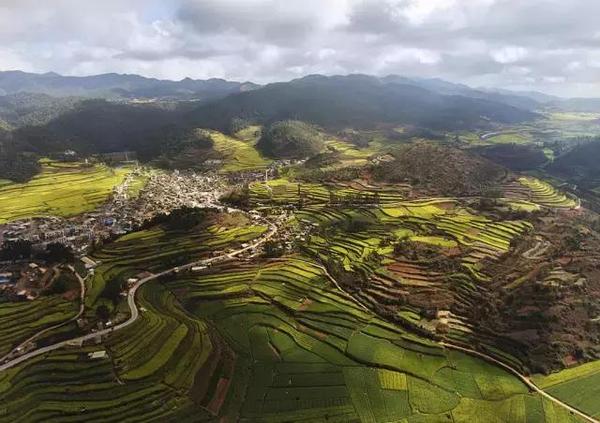 玉溪峨山,油菜花都开好了,你却要上班了!