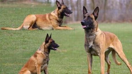 原创比利时马犬的简介马犬智商世界排第几伙伴们都知道吗