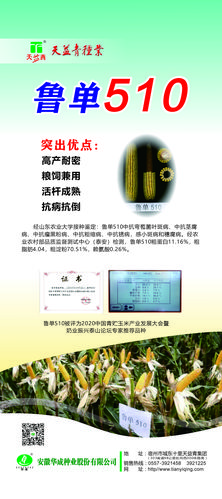 华成种业隆重推出鲁单系列新品种---鲁单510