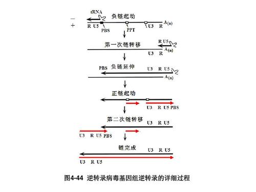 图4-44 逆转录病毒基因组逆转录的详细过程