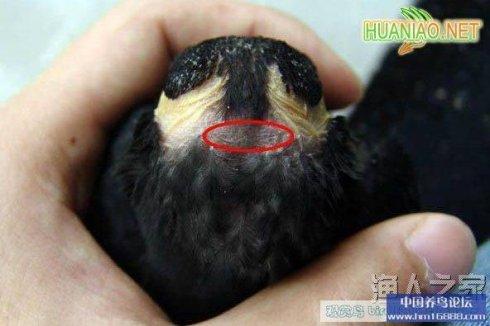 辨别鹩哥公母(转贴)