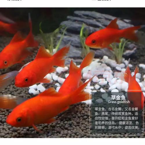 草金鱼活鱼观赏鱼红草金鱼龟食龙鱼锦鲤鱼冷水草金鱼