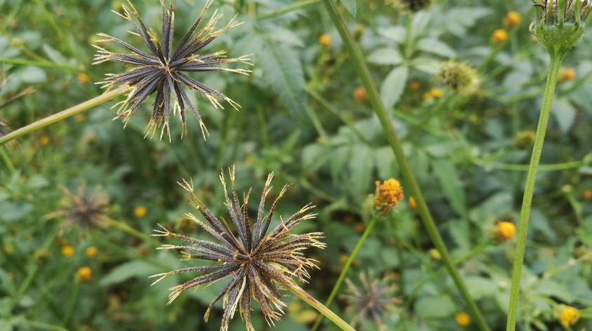 鬼圪针草的副作用视频在线观看 - 西瓜视频