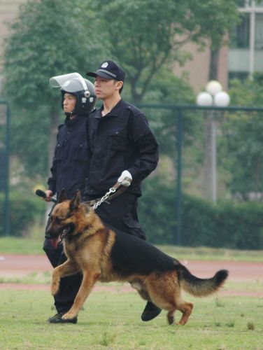 轻松一下:朝中美俄四国黑背军犬形象对比!