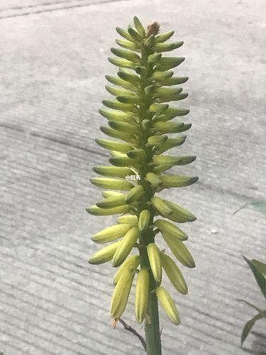 芦荟,是百合科芦荟属多年生常绿草本植物,是_芦荟_家居家装_家居装饰
