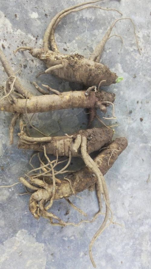 云南一种植物的根像沙参,但是大一些,药味较大,说是补气血的.