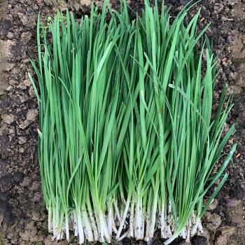 韭菜籽小叶韮菜种籽细叶菲菜籽种老品种香韭菜种大全嫩蔬菜种子孑