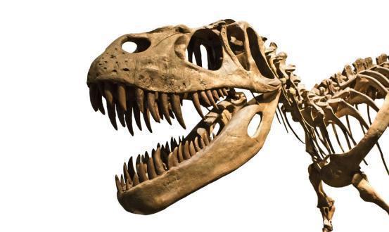 这种恐龙和人一样长有3种牙齿,它们是吃什么的?