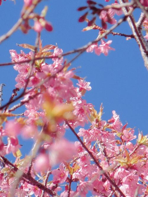樱花_樱花_大理大学(古城校区)攻略_樱花校园_生活记录_校园生活