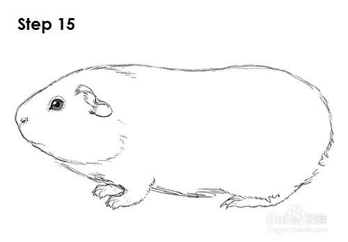 如何画豚鼠加菲的吃货生活豚鼠简笔画|简笔画大全提供