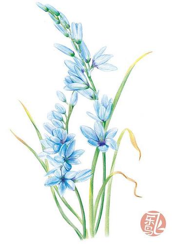 彩铅——花花草草