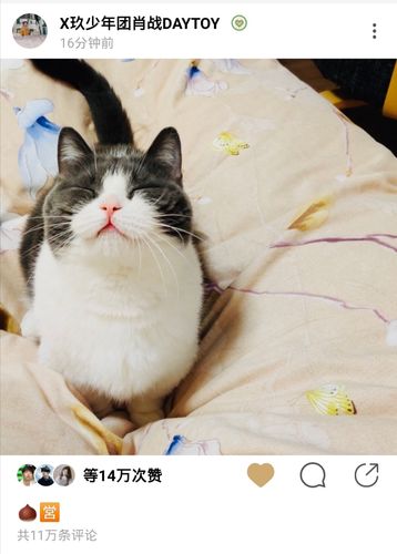 肖战小猫坚果时隔八个月露面,猫界女明星独自营业登热