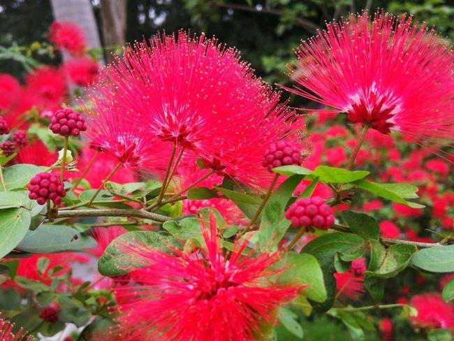 热情奔放的红合欢花