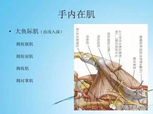 上肢肌肉的解剖,功能及神经支配