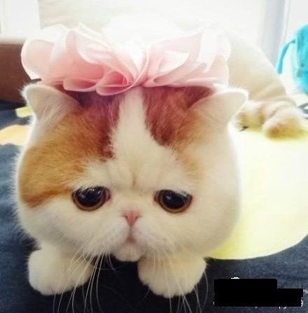 大大肥脸也有淡淡的忧伤——加菲猫(图)