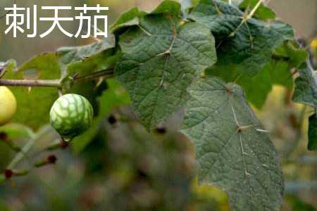 黄果茄和刺天茄的区别叶片区别花的区别