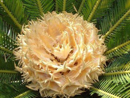 裸子植物有真正的花吗?