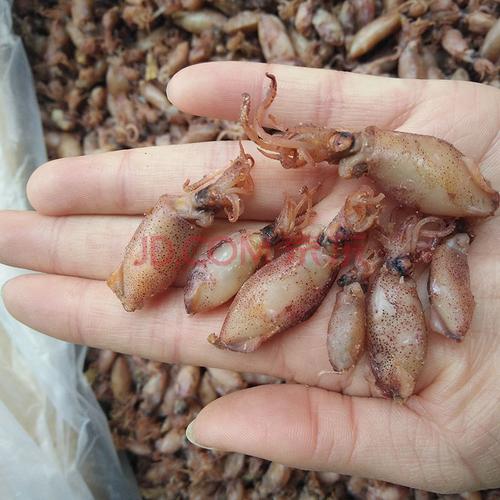 海兔子500g小海兔干籽乌带籽咸鱼干货海鱼墨鱼干乌贼海鲜干货 海兔干