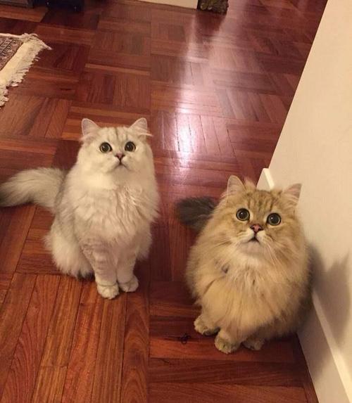 原创"人造猫"金吉拉猫