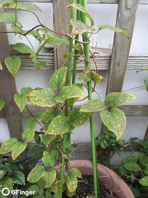 铁线莲的叶子为什么黄了?