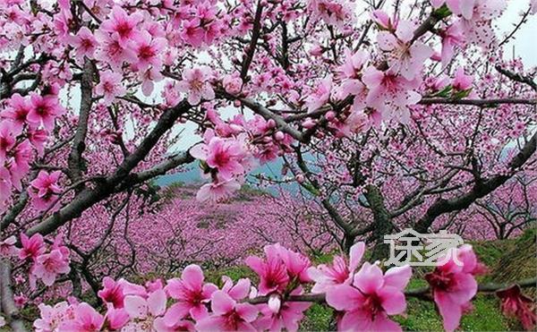 2014重庆走马桃花节时间/门票 2014重庆走马桃花节住哪好