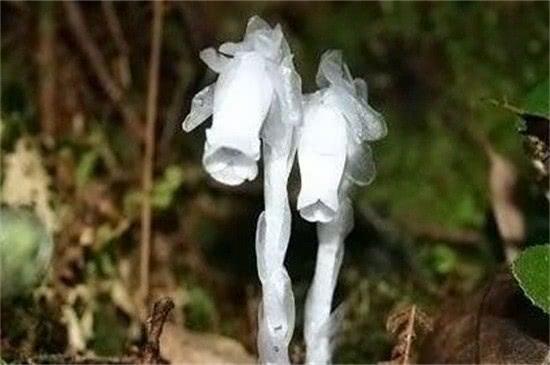 象征黑暗的十大地狱恶魔之花