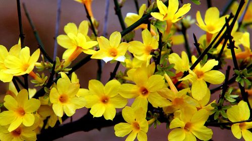 迎春花是什么颜色