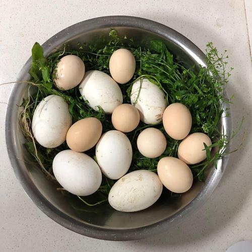 三月三地菜煮鸡蛋,你们那都有这个习俗吗