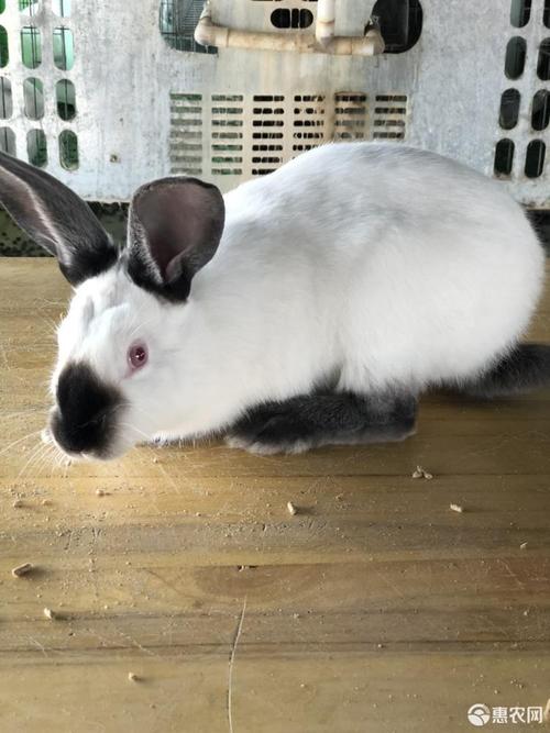 伊拉种兔 伊拉兔多少钱一只