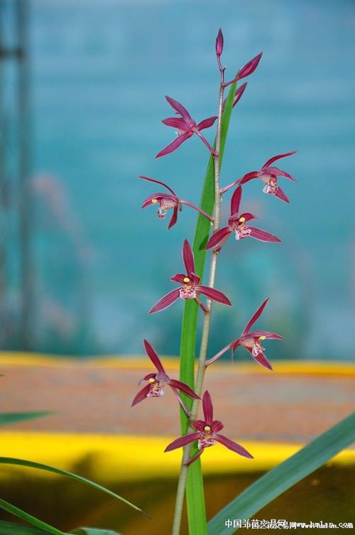 所有分类 南国胭脂 墨兰新种色花——南国胭脂.