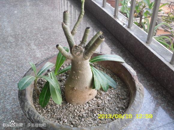 沙漠玫瑰怎样修剪?