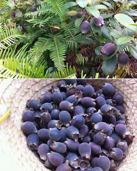 很多人可能把多尼当作普通的野果   其实它有很多功效的   多尼非常