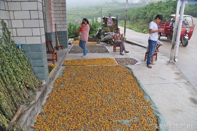 湖北秭归:柑橘产区农民拾回落地柑橘,售10元一斤,比成熟果还贵